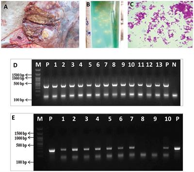 Whole genome sequencing and comparative genomics of Mycobacterium orygis isolated from different animal hosts to identify specific diagnostic markers